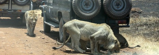 Lions in Ngorongoro Crater