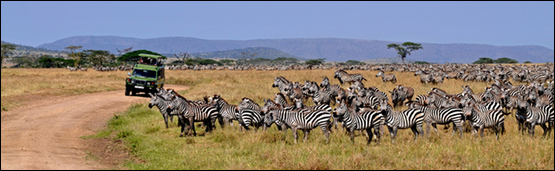 Serengeti Game Drive