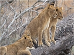 Simba Lions in Serengeti National Park in Tanzania