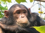 Chimpanzee in Gombe Stream