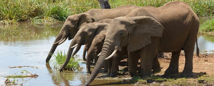 Elephants in Tarangire National Park
