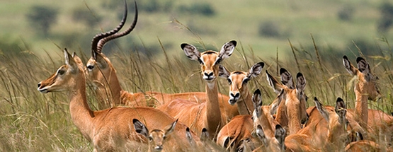 Mikumi National Park Mikumi National Park