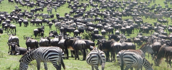 Serengeti Wildebeests Migration
