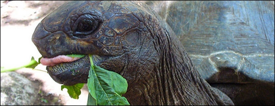Tortoise Prison Island Tours Zanzibar