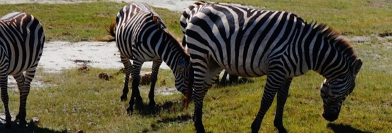 Zebras in Ngorongoro