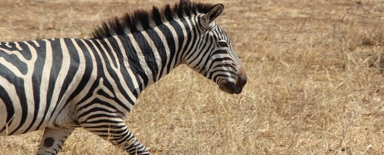 Mkomazi National Park